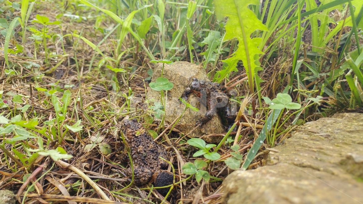 두꺼비,개구리,동물,양서류,식물,toad,초록,green,이슬,자연,frog,동물,animal