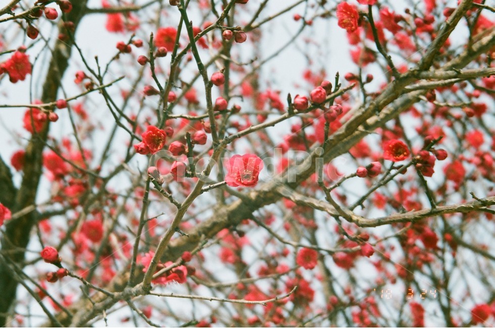 매화,홍매화,꽃,필름카메라,감성,필카,봄,나무,자연,풍경,spring,flower,봄,계절,spring,season,식물,자연,plants,nature,꽃,flower,감성,sensible,feeling,plant
