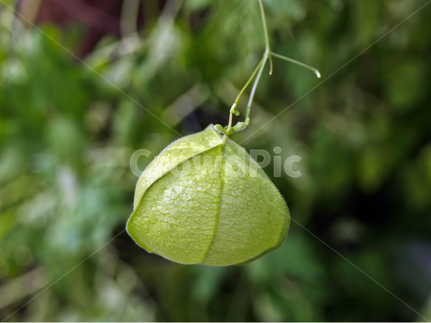 잎,식물,ballon,balloonplant,beautiful,beauty,branch,cardiospermumhalicacabum,closeup,environment,flora,fresh,garden,green,growth,halicacabum,healthy,leaf,loveinapuff,natural,nature,organic,plant,tree,triangle,풍선덩굴,자연,초록,푸르른,풍선모양,풀,여러해살이
