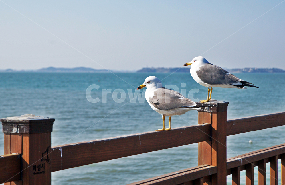 갈매기,새,조류,바다,궁평항,난간,목책,동물,animal,조류,새,birds