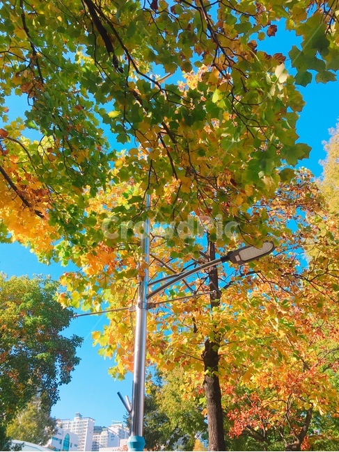 tree,나무,plant,식물,가을,나무줄기,treetrunk,색감,가로등,날씨,가을풍경,단풍,은행나무,가을날씨,가을,계절,fall,autumn,season,식물,자연,plants,nature,나무,trees,wood