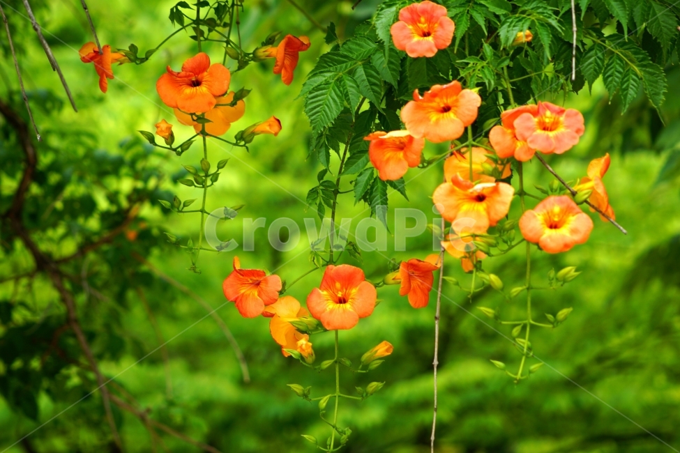 부천중앙공원,능소화,공원,꽃,풍경,식물,자연,plants,nature,꽃,flower