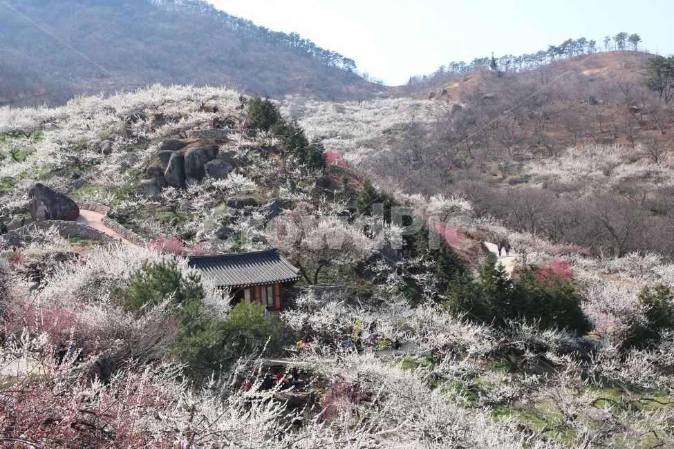 광양,매화,청매실농원,청매실,봄꽃,꽃,봄,계절,spring,season,nature,봄,계절,spring,season,자연,풍경,nature,landscape,outdoors,옥외