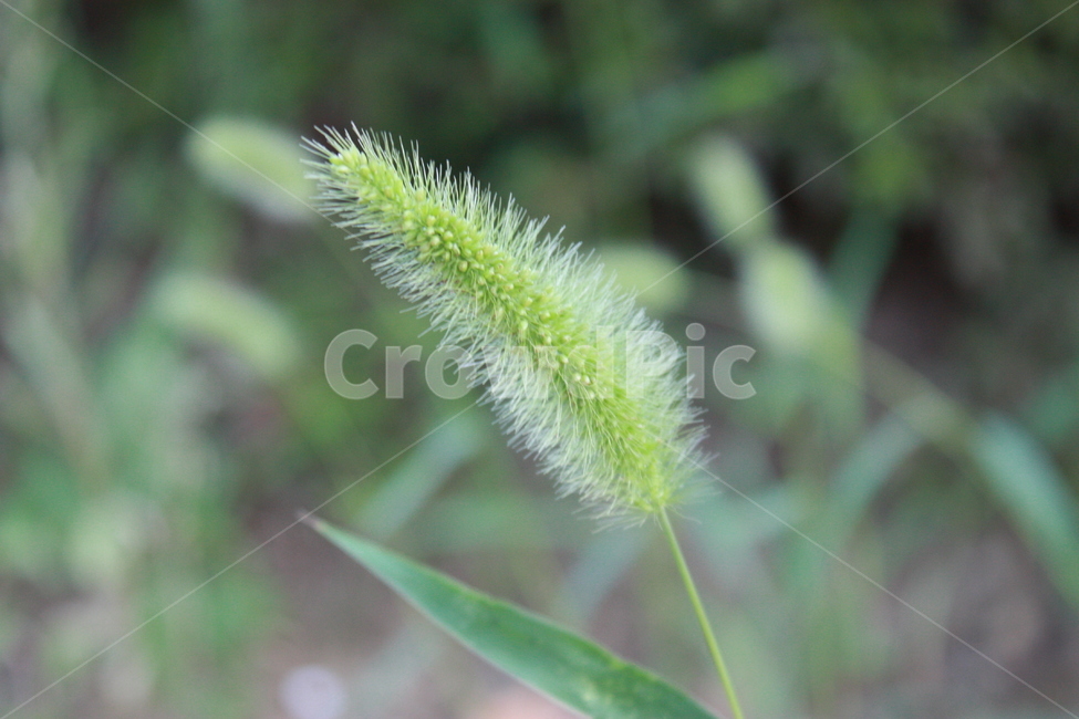 plant,nature,식물,자연,나뭇잎