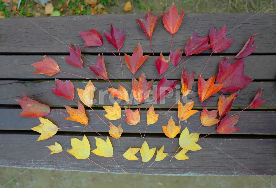 낙엽,가을,벤치,나뭇잎,칼라,감성사진,계절,fall,autumn,season,식물,자연,plants,nature,가을,계절,fall,autumn,season,식물,자연,plants,nature,leaf,잎,plant