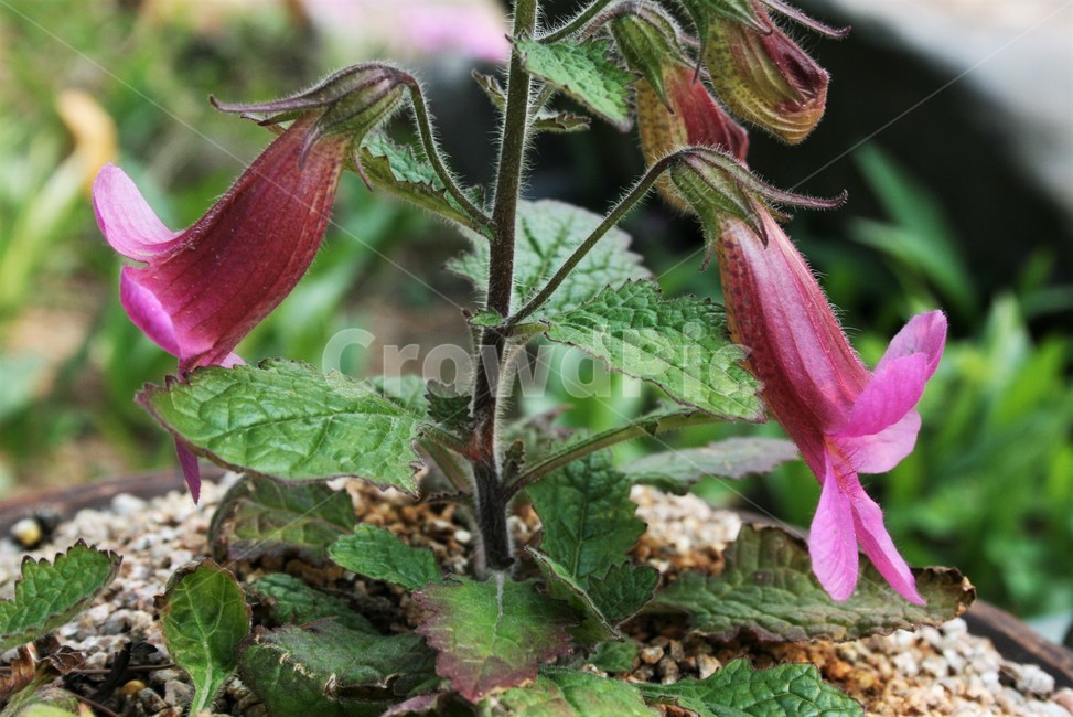 꽃지황,현삼과,여러해살이풀,식물,자연,식물,자연,plants,nature,꽃,flower