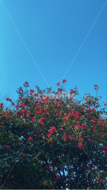 동백꽃,하늘,파랑,여수,꽃,식물,flower