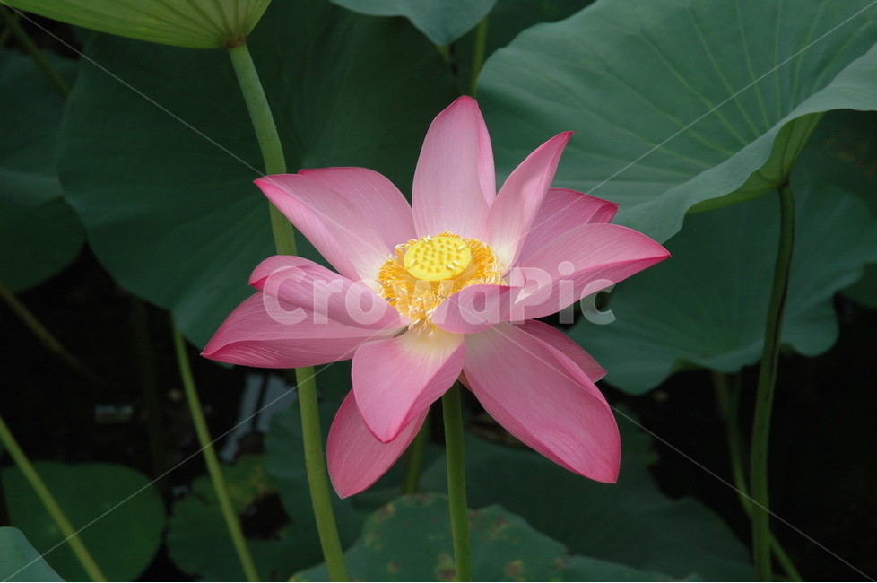 연꽃,꽃,nelumbonuciferagaertn,불교,힐링,식물,자연,plants,nature,꽃,flower