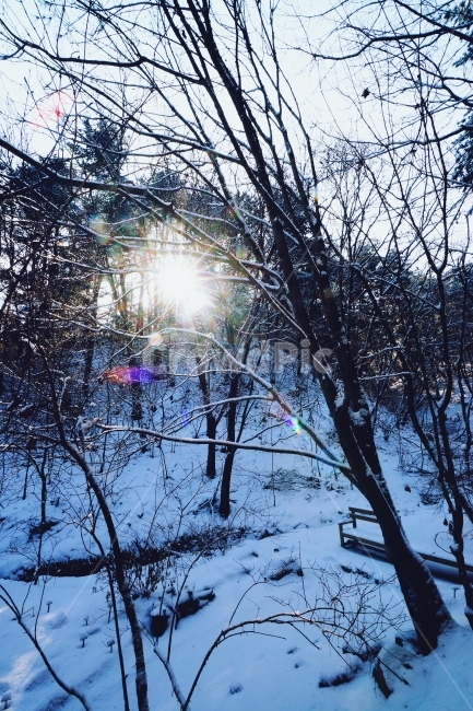 외로움,나무사이,빛내림,빛갈라짐,겨울,겨울,계절,winter,season,자연,풍경,nature,landscape,light,빛,flare,플레어