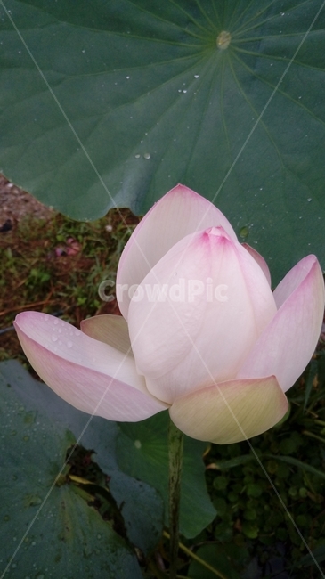 연꽃,연,식물,녹색,자연,꽃,연잎,식물,자연,plants,nature,꽃,flower