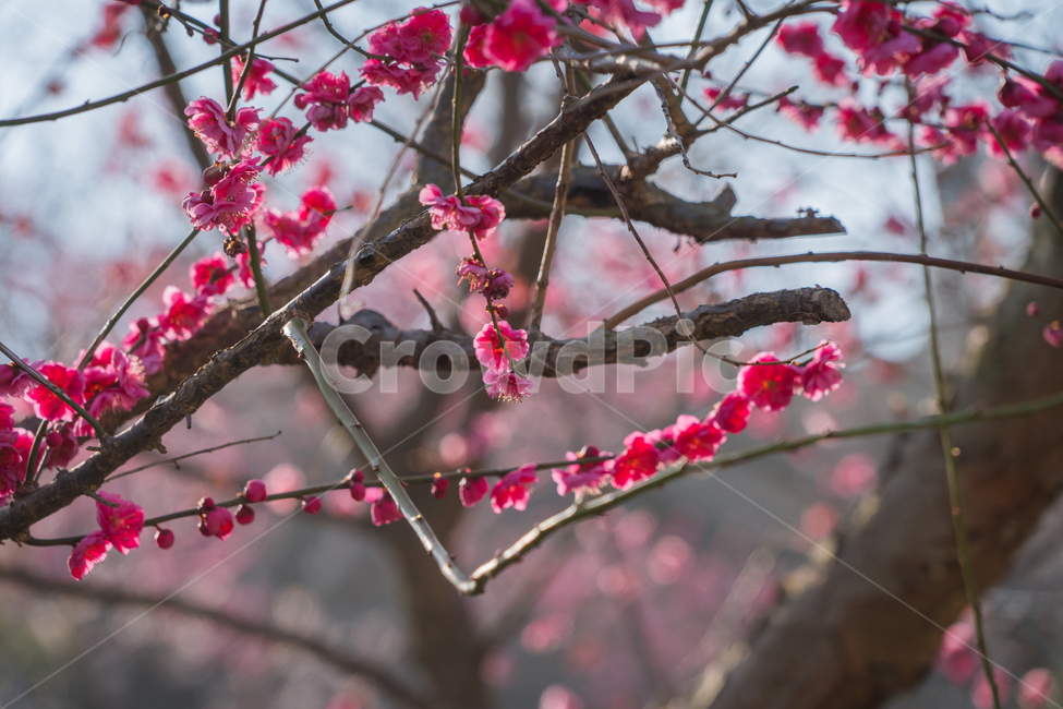 매화,홍매화,봄,꽃,자연,햇살,나무,하늘,봄,계절,spring,season,식물,자연,plants,nature,꽃,flower,plant,blossom