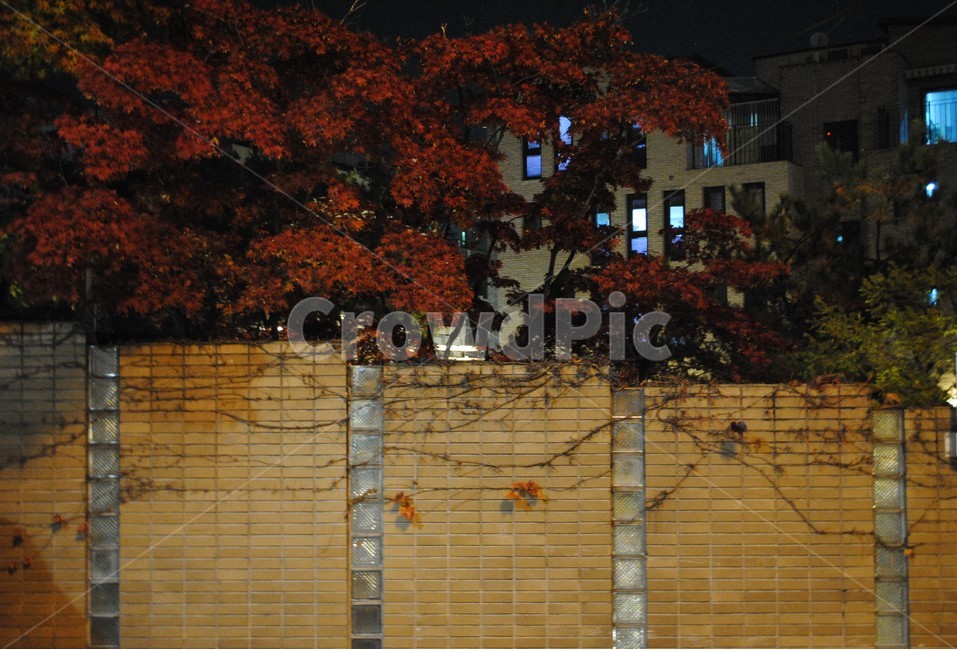tree,나무,plant,식물,leaf,잎,단풍,maple,넝쿨,vine,담벼락,식물,자연,plants,nature