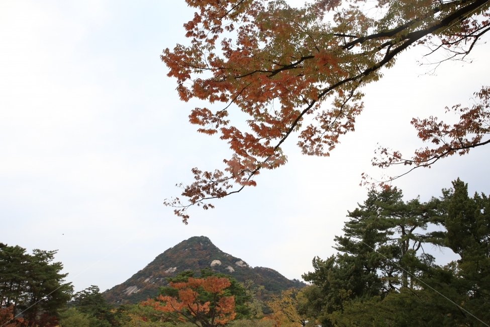 산,단풍,가을,풍경,인왕산,가을,계절,fall,autumn,season,자연,풍경,nature,landscape,한국자연풍경,한국자연경관,korea nature landscape,plant,식물,tree,나무