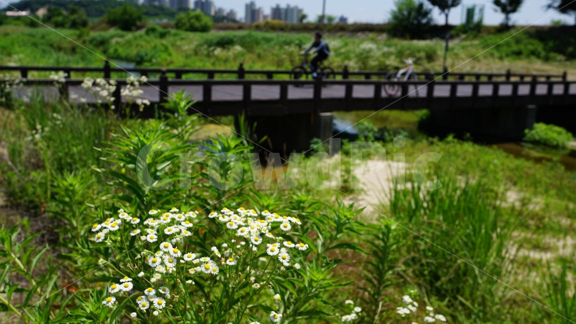 자전거,다리,하천,식물,나무,개망초,꽃,건물,하늘,계절,season,풍경,landscape,plants,bridge,daily,일상,주말,힐링,감성,healing,여유,잉여,자연,풍경,nature,landscape