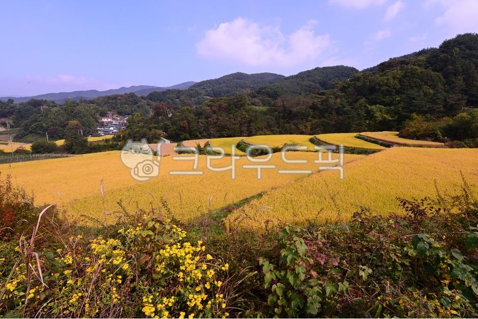 nature,자연,outdoors,옥외,field,들,경남,거창,소야마을,거창소야마을,소야마을다랭이논,다락논,농경지,농업,거창들녁,가을,계절,가을들녁,다랭이논,벼농사