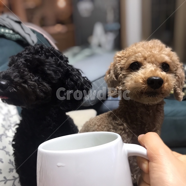 동물,dog,푸들,animal,애견,동물,animal,포유류,mammal,개,강아지,dog,doggy