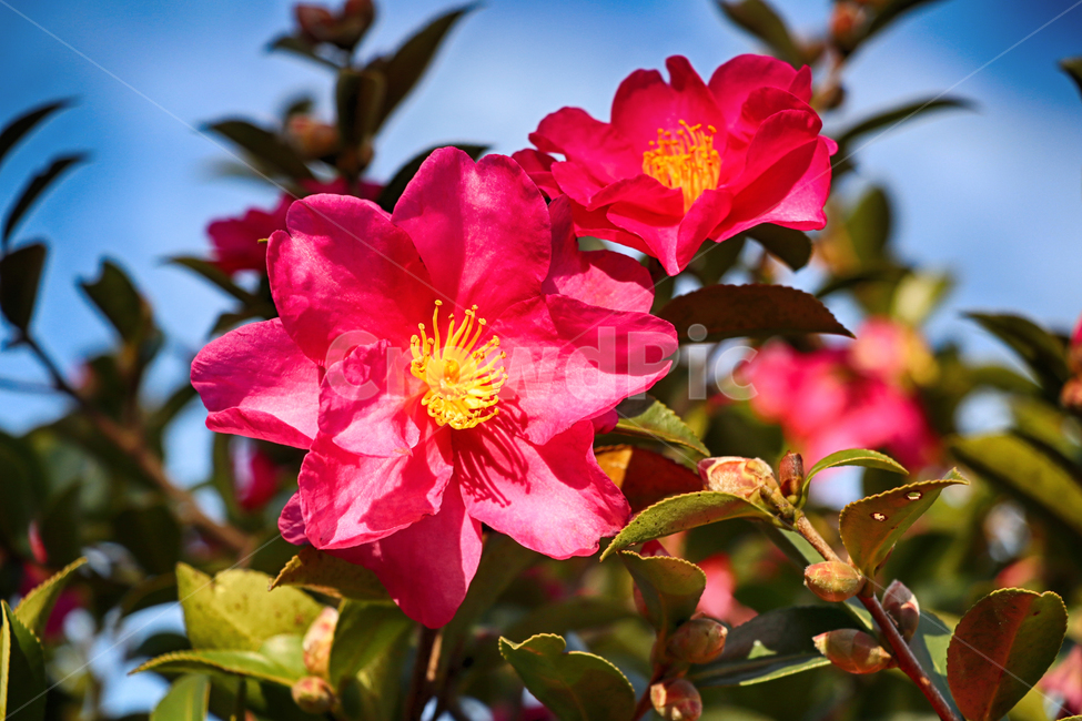 동백,동백꽃,제주동백,제주,flower,꽃,blossom,꽃잎,식물,plant