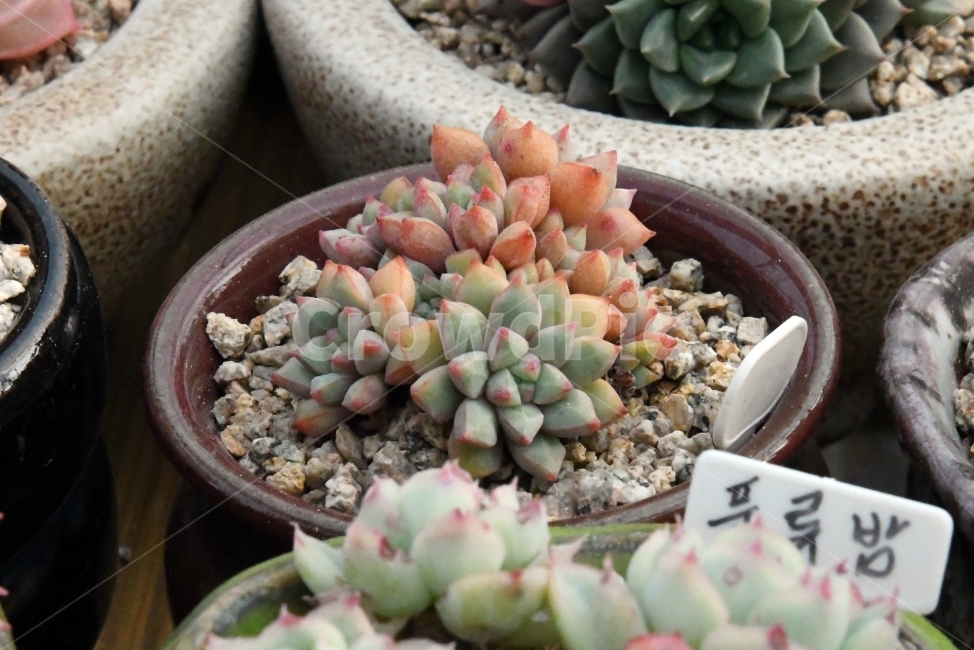 다육이,다육,다육식물,화분,식물,화초,배경,자연,plants,취미,그린,환경,키우기,아름다운,화려한,생명,생활,background,식물,자연,plants,nature