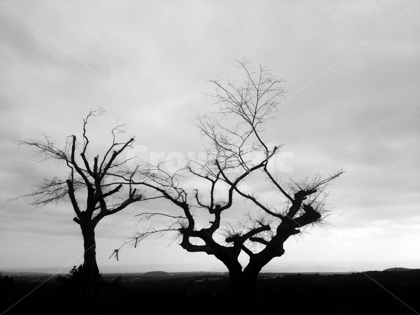 나무,고사목,사목,감성,마른나무,흑백사진,흑백나무,식물,자연,plants,nature,나무,trees,wood,흑백,모노톤,monochrome,black and white