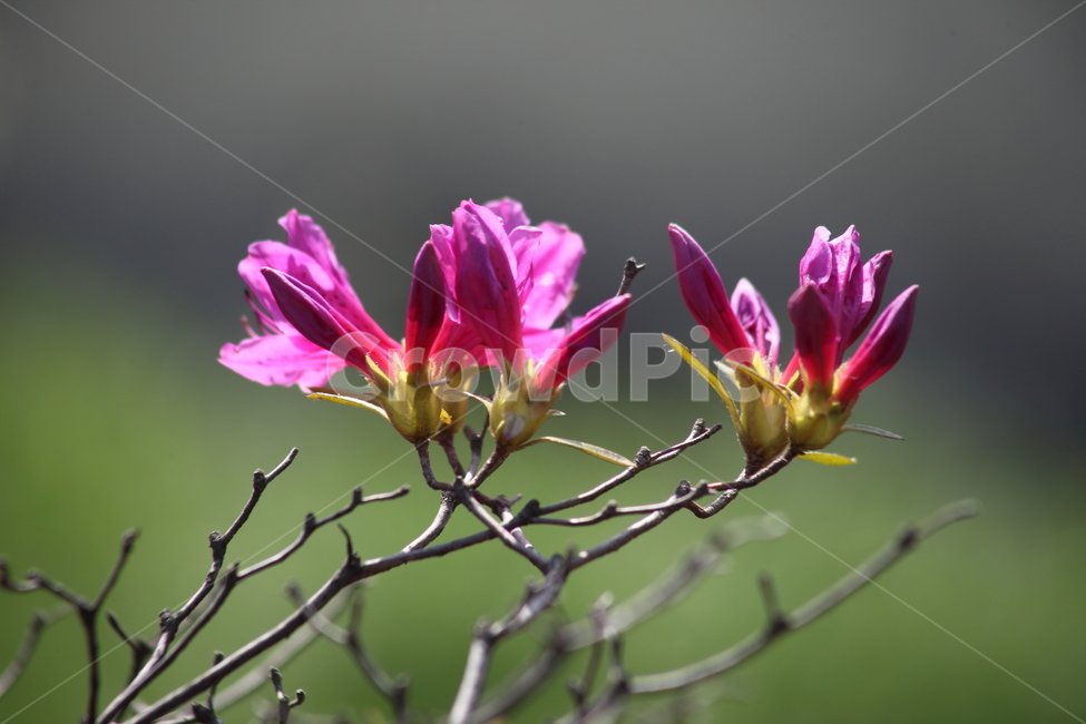 철쭉,꽃,봄,rhododendronschlippenbachii,royalazalea