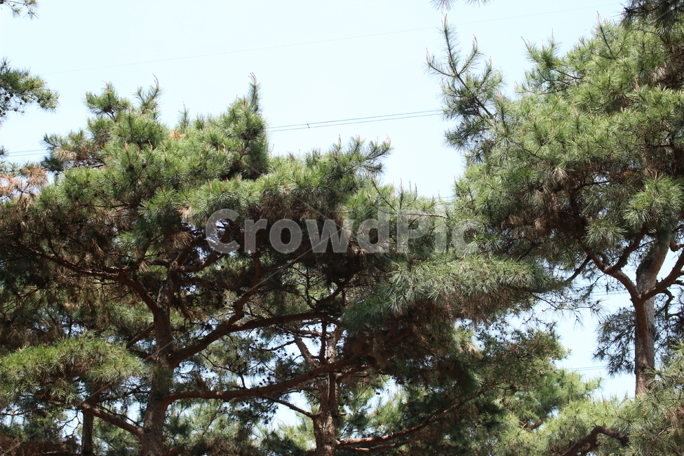 소나무,침엽수,초록색,우직함,나무,인천대공원,자연,풍경,nature,landscape,나무,trees,wood,tree,plant,식물,pine