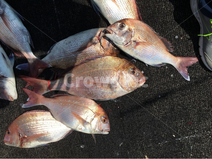 생선,참돔,물고기,낚시,fish,fishing,음식,식재료,요리,food,cook,meal,dishes,food reserves,수산물,해산물,fishery products,seafood