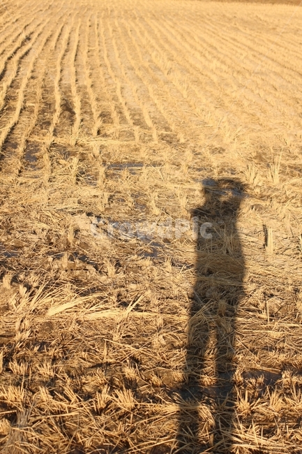 인물,실루엣,시골,감성,필름카메라,사람,인물,인간,human,person,인물실루엣,사람실루엣,character silhouette,human silhouette,ground,바닥,soil,흙,nature,자연,outdoors,옥외