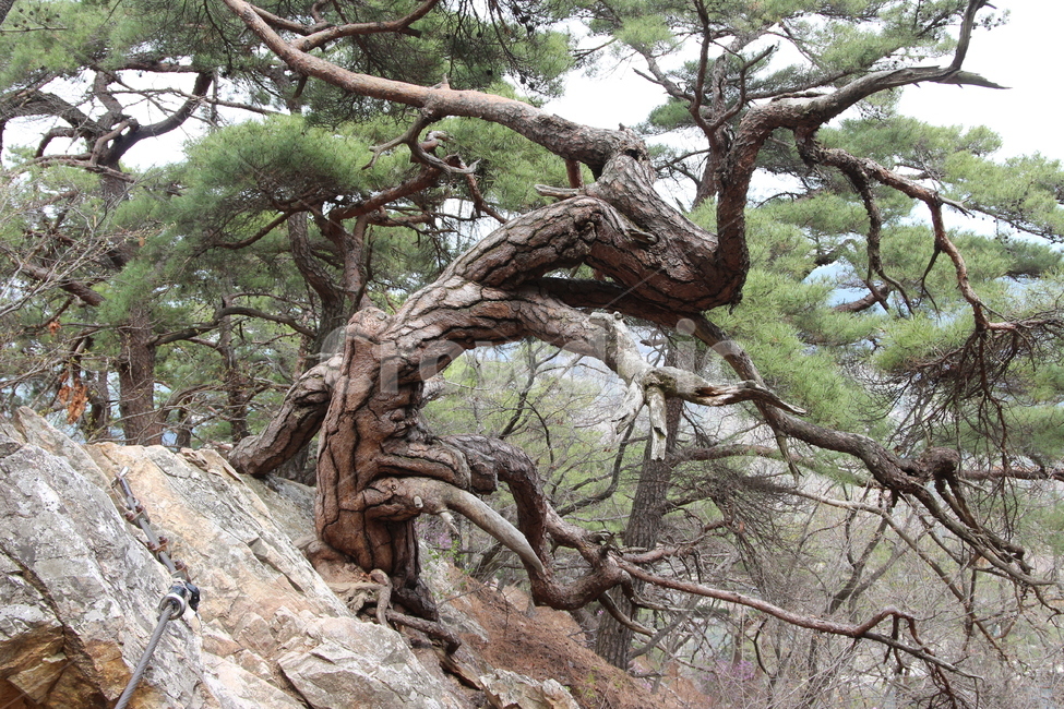 삼악산,소나무,암능,의암호,강촌,명품