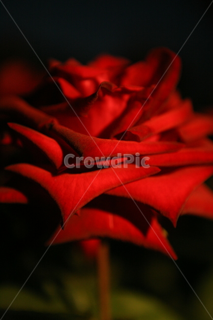 장미,flower,꽃,rose,빨간장미,plant,식물,자연,plants,nature,꽃,flower