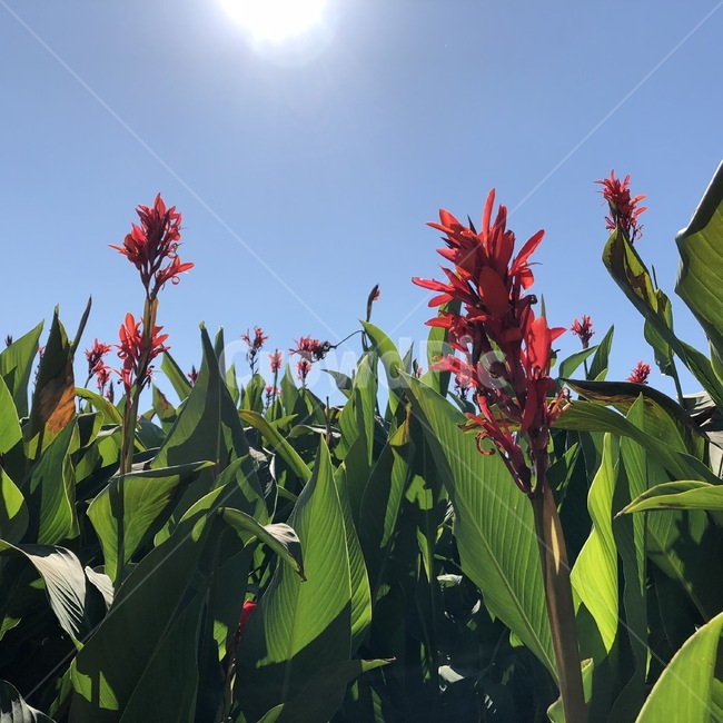 꽃,빨간꽃,자연,하늘,봄,flower,spring,태양,sun,sunlight,식물,자연,plants,nature,꽃,flower