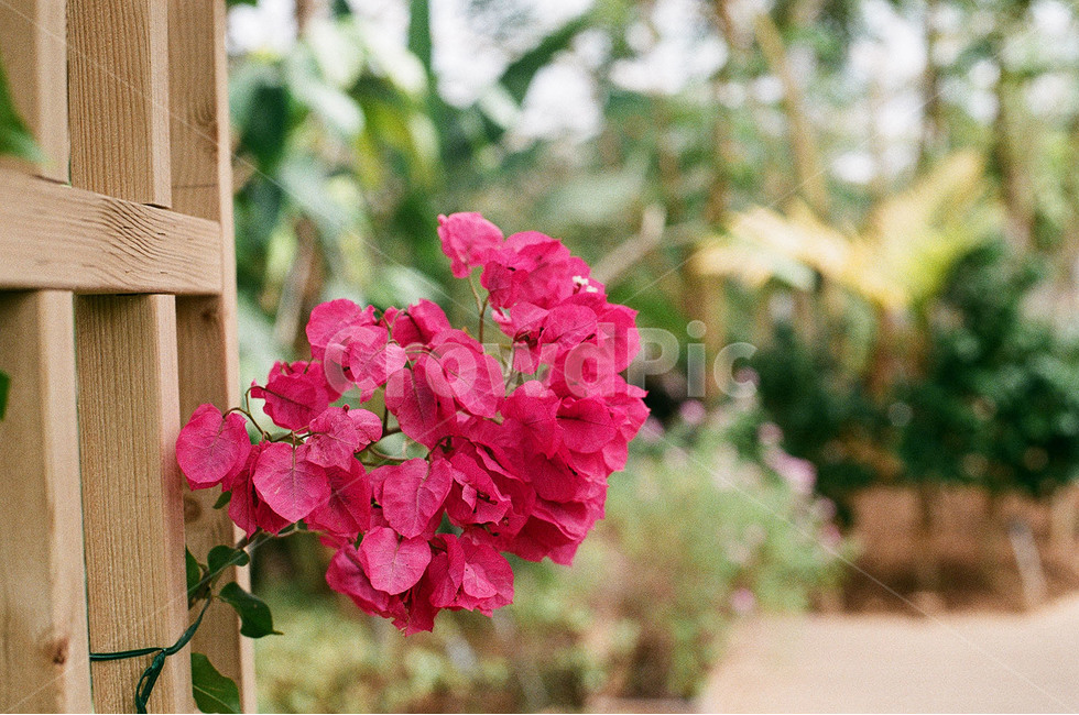 꽃,봄꽃,감성,감성사진,항동철길,푸른수목원,식물,자연,plants,nature,꽃,flower