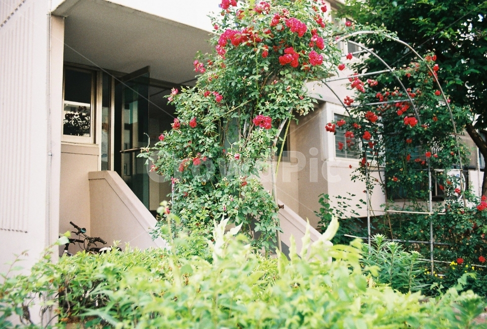 아파트단지,장미,꽃,산책,아파트입구,감성,sensible,feeling,건축물,건물외관,exterior,building,structure,architecture,construction