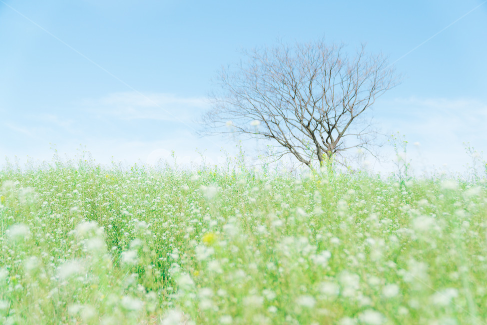 field,들,nature,자연,farm,농장,꽃,flower,자연,풍경,nature,landscape