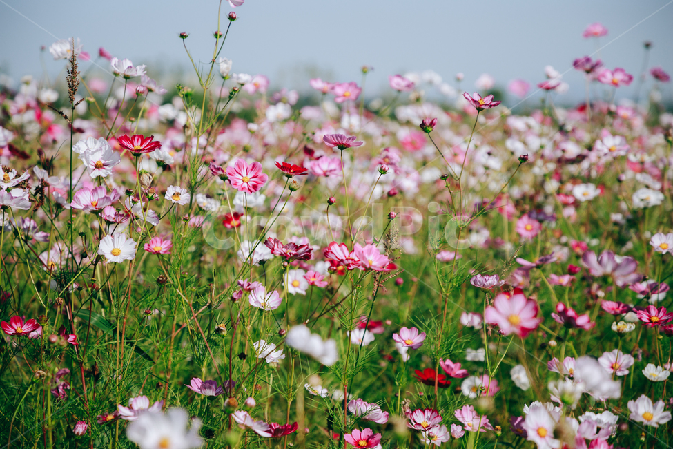 코스모스,꽃,자연,식물,가을,아름다운,commoncosmos,가을,계절,fall,autumn,season,식물,자연,plants,nature,꽃,flower,grassland,목초지,outdoors,옥외,field,들,meadow,farm,농장,rural,농촌