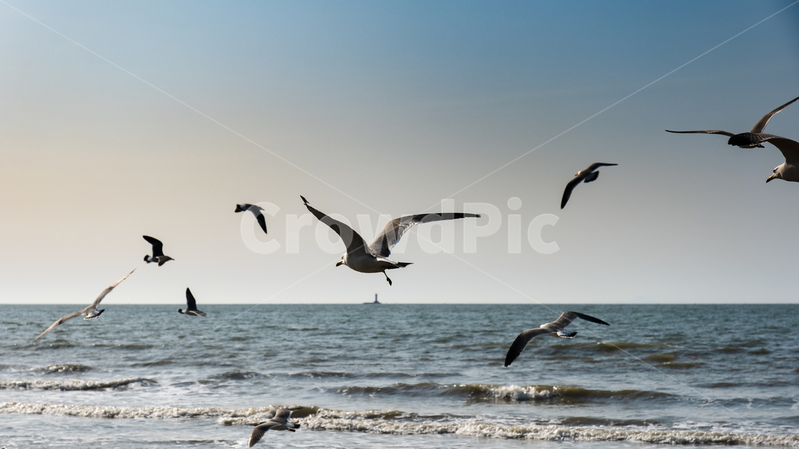 바다,갈매기,해변,animal,동물,bird,새,flying,나는,동물,animal,조류,새,birds
