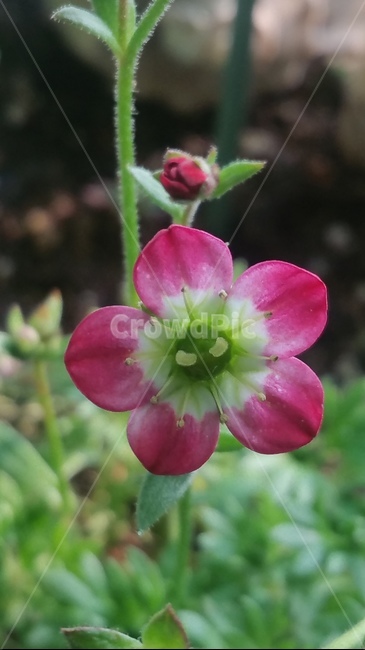 꽃,자연,플라워,색감,개화,flower,분홍,식물,자연,plants,nature,꽃,flower