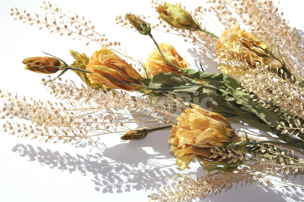brown,closeup,bunch,dead,death,decoration,dry,flora,floral,flower,green,leaf,natural,nature,plant,white,yellow,갈색,브라운,노란,그린,노란색,녹색,말린꽃,꽃,꽃다발,말린,드라이,드라이플라워,잎,나뭇잎,잎사귀,식물,자연,노랑,꽃,flower