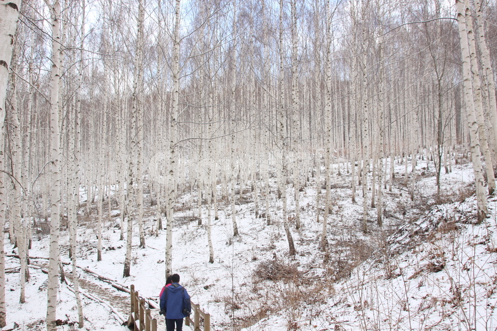 겨울,눈,자작나무,강원도인제군,속삭이는자작나무숲,숲,자작나무풍경,snow,white,birches,nature