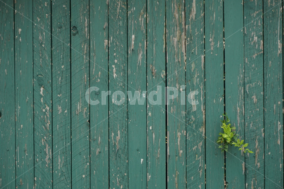 벽,나무벽,감성,양록색,에메랄드그린,wall,woodenwall,emeraldgreen,seagreen,forestgreen,식물,자연,plants,nature