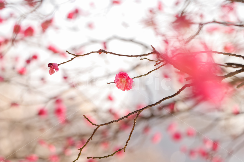 꽃,식물,봄,flower,벚꽃,홍매화,cherryblossom,blossom,plant