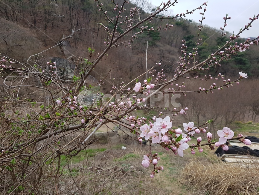 산,겨울,봄,자연,새순,나무,매화,벚꽃,봄꽃,꽃,자라다,꽃나무