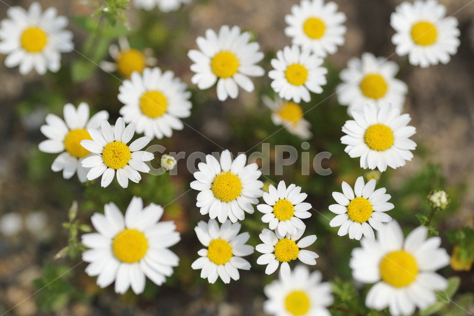 봄꽃,식물,꽃,flower,plant,식물,자연,plants,nature,꽃,flower