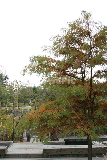 가을,나무,단풍,식물,plant,공원,가을,계절,fall,autumn,season,자연,풍경,nature,landscape,tree,conifer,구과 식물