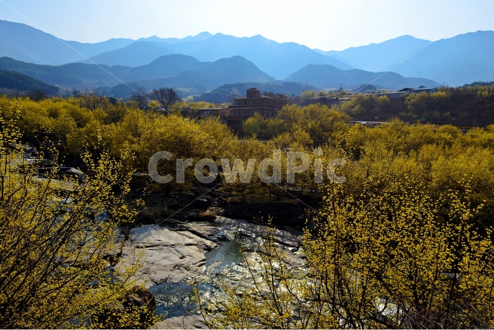 전남,구례,산동,산수유마을,산동산수유마을,산수유,산수유꽃,노랑꽃,봄,봄꽃,계절,water,물,nature,자연,경치,경관,풍경,outdoors,옥외,stream,흐름,자연,풍경,nature,landscape
