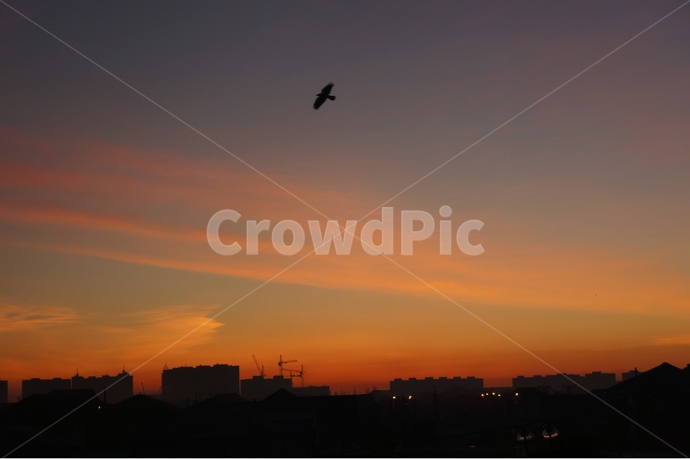 노을,하늘,저녁,새,그림자,구름,도시,풍경,city,landscape,동물,animal,조류,새,birds,실루엣,그림자,silhouette,shadow,색깔,색상,색채,색감,color sense,color sensitivity,feeling of color,bird,flying,나는,nature,자연,outdoors,옥외