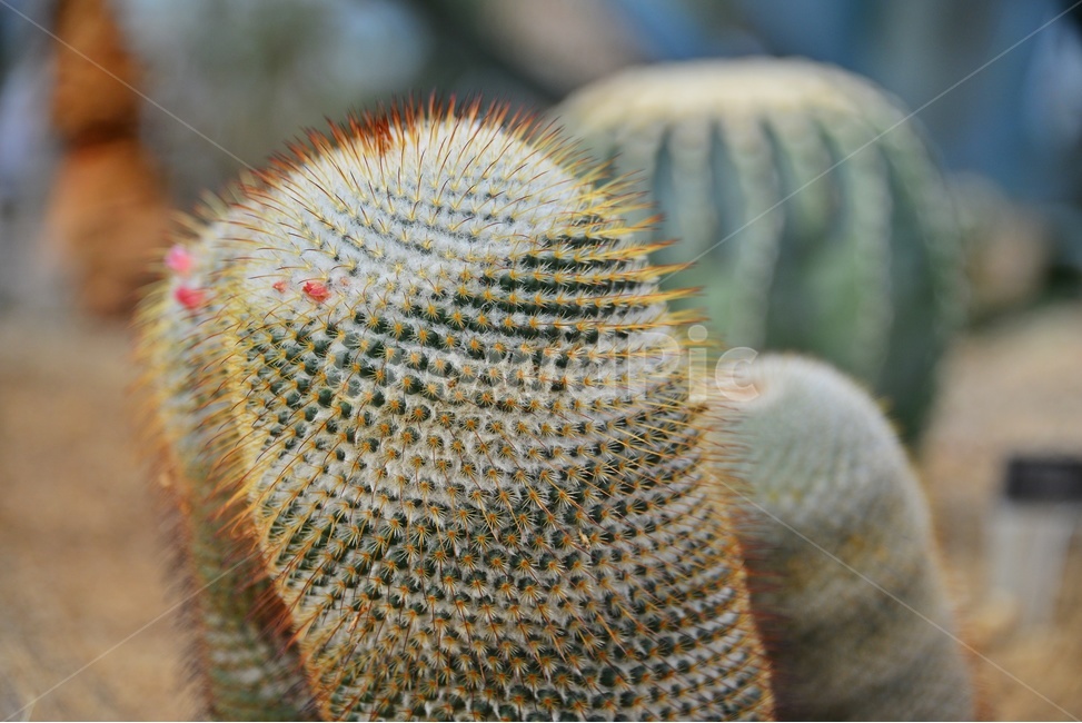 plant,식물,cactus,선인장,다육,다육이,관상다육,관상식물,다육식물,식물,자연,plants,nature