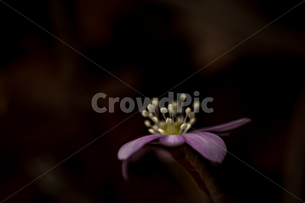 자연,풍경,꽃,야생화,노루귀,분홍노루귀,봄,접사,마크로,nature,landscape,wildflower,macro,spring,식물,자연,plants,nature,꽃,flower