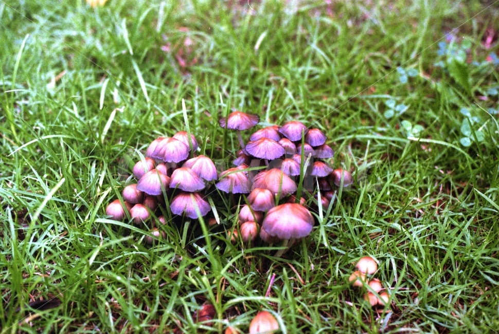 버섯,자연,자연풍경,풍경,비온뒤,식물,자연,plants,nature