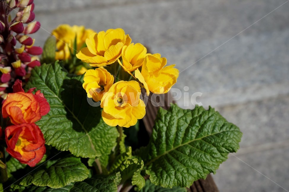 봄,정원,가드닝,원예,원예식물,화려,식물,꽃,garden,scent,healing,bloom,colorful,floral,flower,gardenflowers,happymind,life,nature,plant,spring