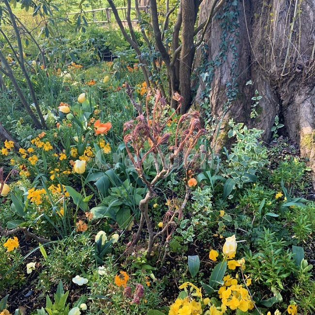outdoors,옥외,garden,정원,flower,꽃밭,식물